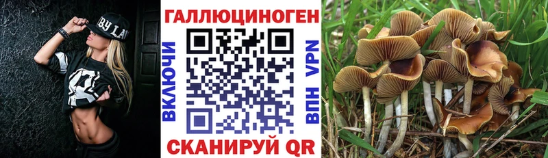 Псилоцибиновые грибы Psilocybine cubensis  Дагестанские Огни 